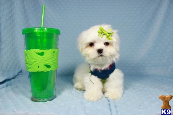 lvpuppyheaven Picture 2